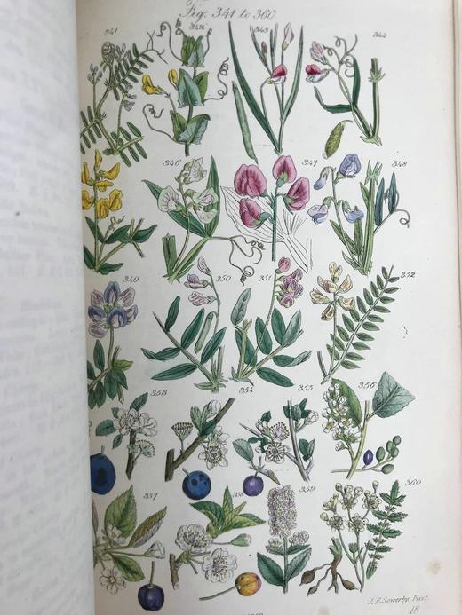 1860年 英国野花图鉴 80页套色版画插图 漆布精装18开 商品图10