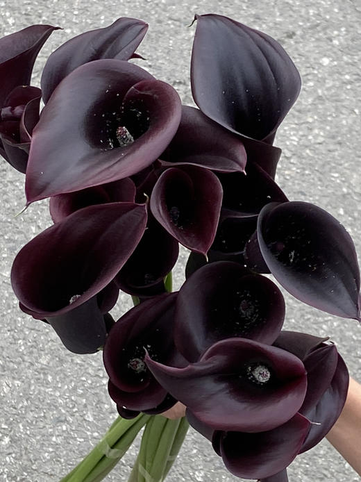 国产花材-【马蹄莲】黑紫色 商品图2
