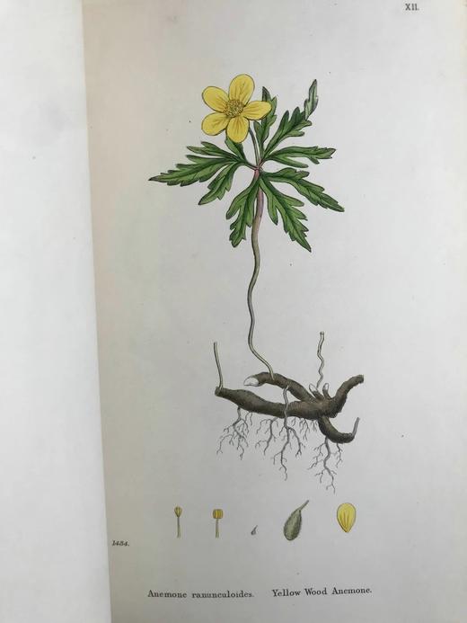 1863-1886年 英国植物志（全12卷）2560幅手工上色版画插图 真皮精装16开 商品图5