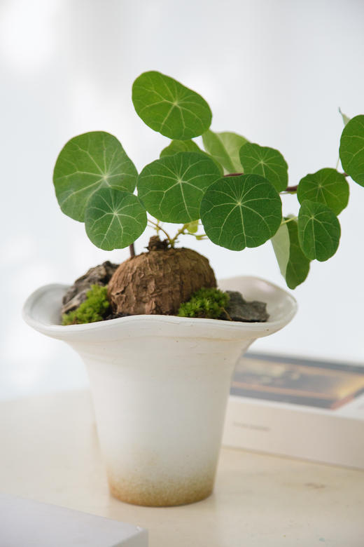 山乌龟 商品图2