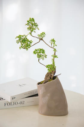 花叶细叶福禄桐