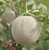山东网纹瓜 Cantaloupe Melon 1.2kg/颗 商品缩略图0