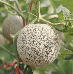 山东网纹瓜 Cantaloupe Melon 1.2kg/颗