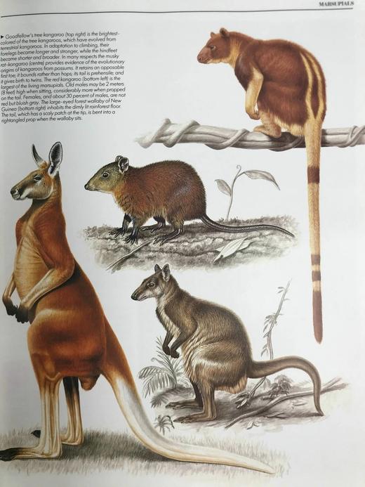 动物百科全书 千余幅彩色插图 精装大16开 商品图14