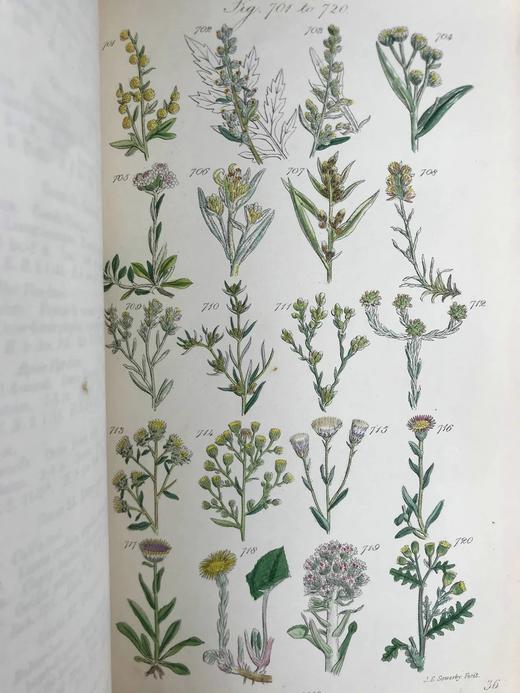 1860年 英国野花图鉴 80页套色版画插图 漆布精装18开 商品图5