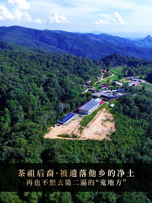 【班章王茶王】2024年勐海班章王茶王树高杆，每一饼班章王茶王树都在诠释味觉的顶级享受，357克/饼 拍5发6 拍20发25 每饼高端铜盒装 商品图8