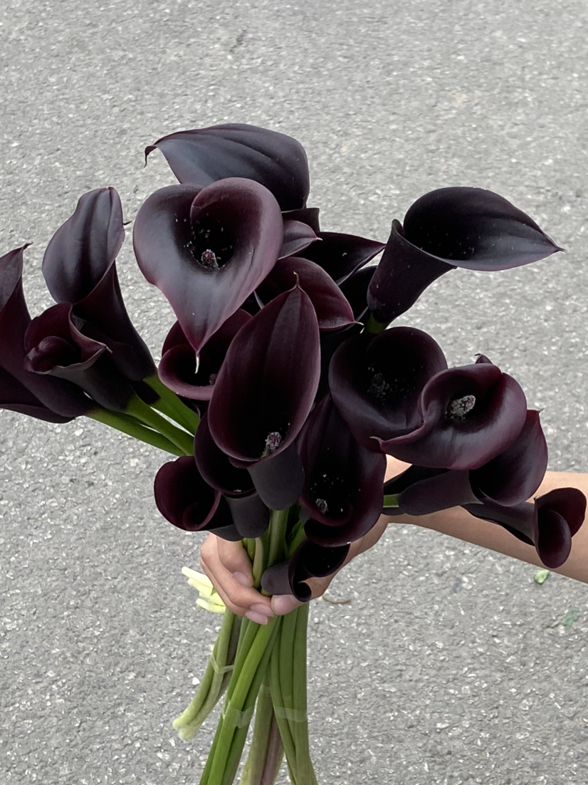 国产花材-【马蹄莲】黑紫色
