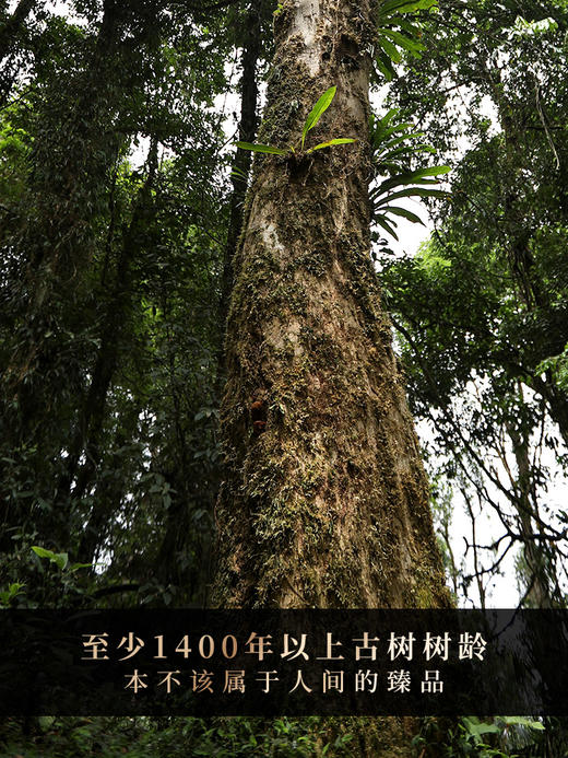 【班章王茶王】2024年勐海班章王茶王树高杆，每一饼班章王茶王树都在诠释味觉的顶级享受，357克/饼 拍5发6 拍20发25 每饼高端铜盒装 商品图1