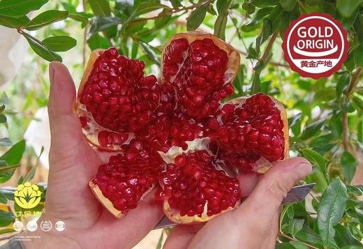 寸金地石榴 商品图1