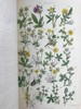 1860年 英国野花图鉴 80页套色版画插图 漆布精装18开 商品缩略图9