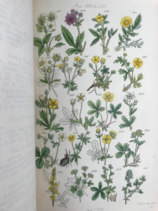 1860年 英国野花图鉴 80页套色版画插图 漆布精装18开 商品图9