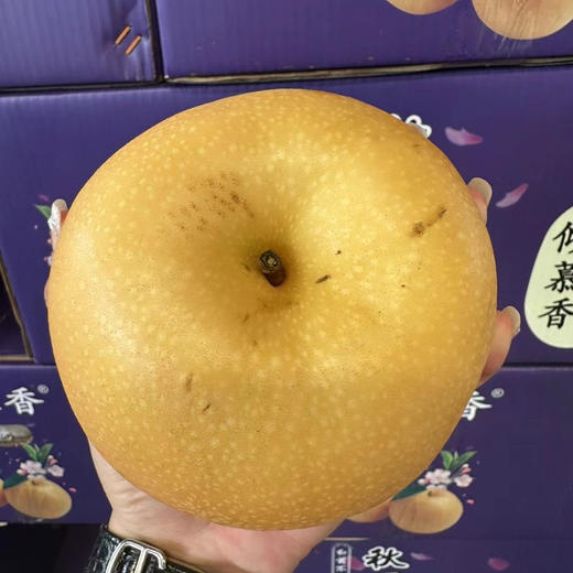 Sc秋月梨 商品图3