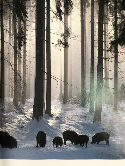 动物百科全书 千余幅彩色插图 精装大16开 商品图7