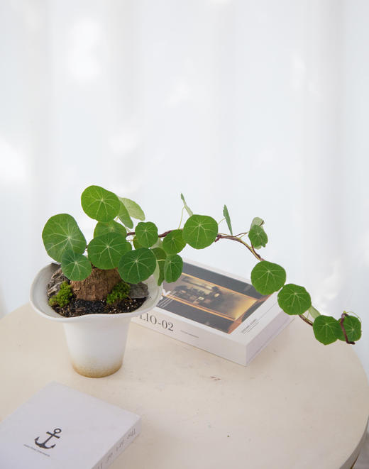 山乌龟 商品图0