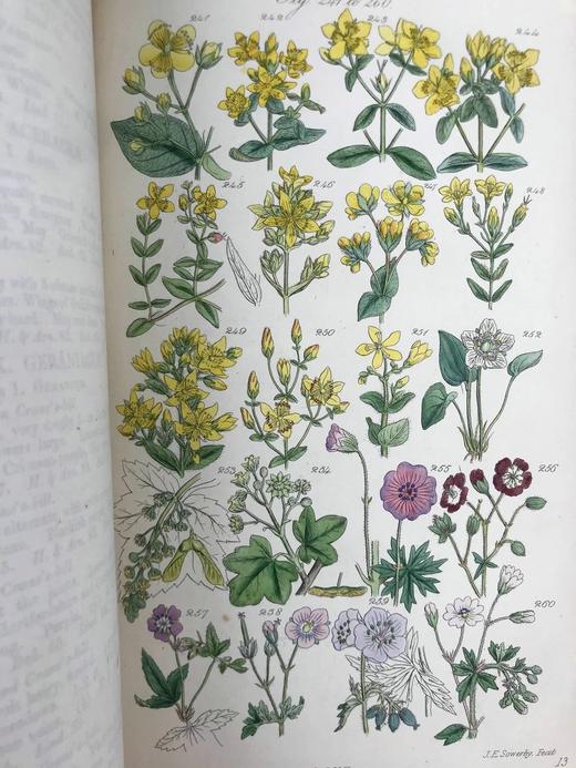 1860年 英国野花图鉴 80页套色版画插图 漆布精装18开 商品图12