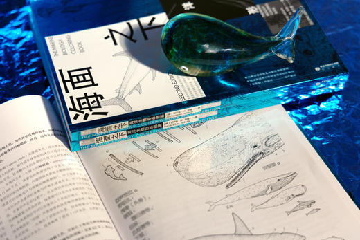 海面之下：海洋生物形态图鉴（新版） 商品图12