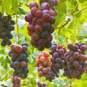 藤稔葡萄 Fujiminori Grape 500g/盒