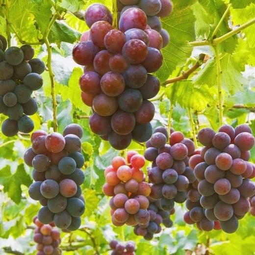 藤稔葡萄 Fujiminori Grape 500g/盒 商品图0