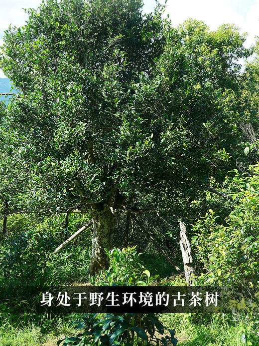 【紫票】2024年头春头采联合茶农共同出品 冰岛中的实力派，离老寨最近的寨子，普洱茶生茶357克/饼 拍5发6拍20发25 商品图1