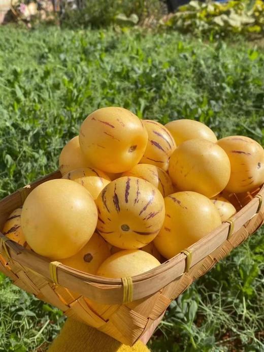 【云南人参果】家庭装 只选树上熟果子，新鲜采摘，圆果黄肉，细腻无渣，饱满多汁，人参果以清甜、爽口、低糖独树一帜，尤其适合老人、孕妇和小朋友食用 商品图6