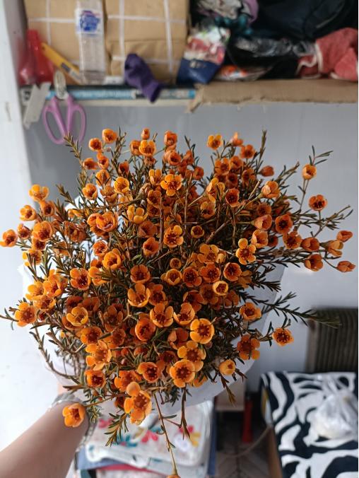 腊梅一把 商品图1