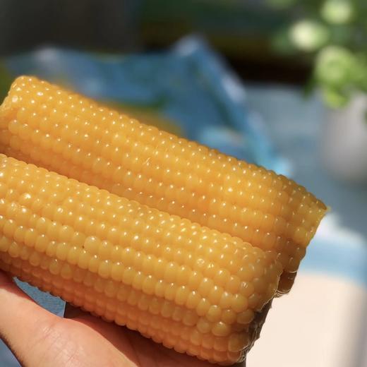 🌽早安大苞米 · 颗颗饱满 · 软糯香甜 · 母婴级品质 商品图4