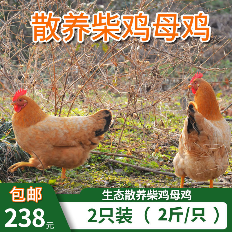 包邮散养母鸡整只2只装（2斤/只）千亩山林散养 柴鸡土鸡草鸡母鸡 不喂饲料