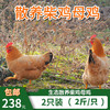 包邮散养母鸡整只2只装（2斤/只）千亩山林散养 柴鸡土鸡草鸡母鸡 不喂饲料 商品缩略图0