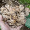 生姜 Ginger 商品缩略图0
