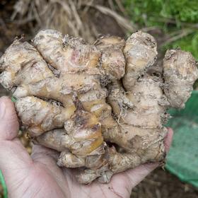 生姜 Ginger