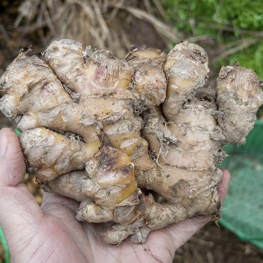 生姜 Ginger 商品图0