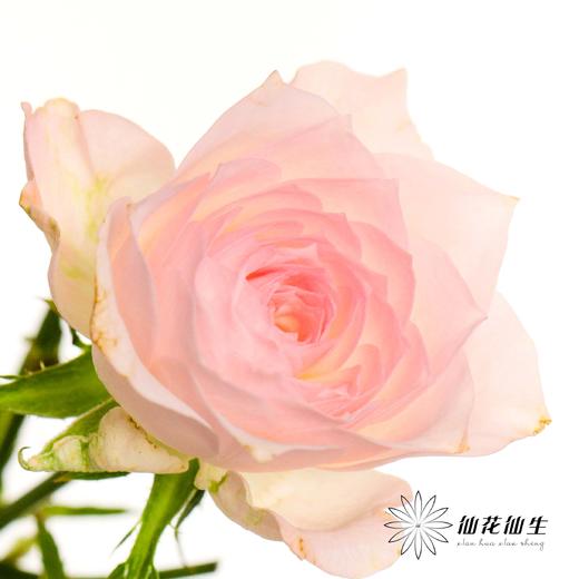 多头玫瑰 | 完美甜蜜 商品图5