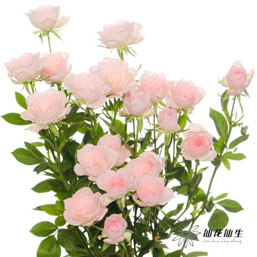 多头玫瑰 | 完美甜蜜 商品图6