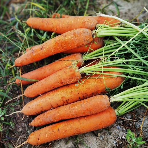 有机土豆/洋葱/胡萝卜，羊粪种植，有机认证，品质安心，顺丰/京东包邮，72小时发货急件慎拍！ 商品图11