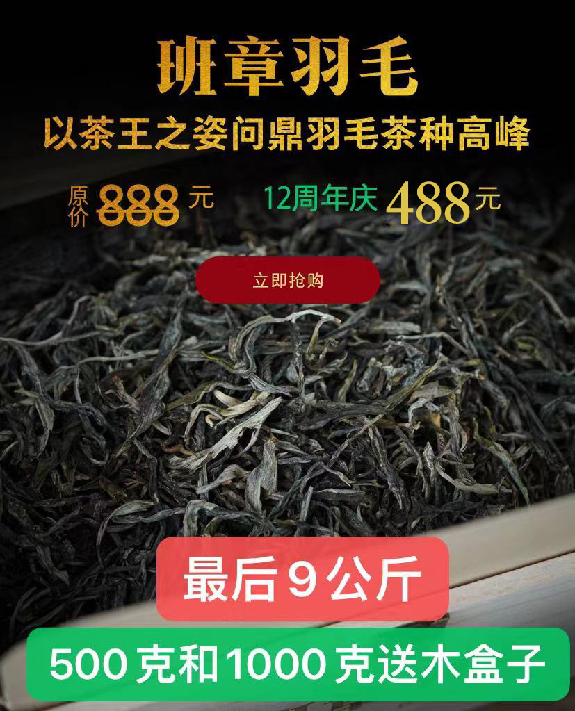 【老班章“羽毛茶”】以茶王之姿问鼎羽毛茶高峰