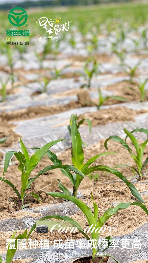 早安大苞米 真空鲜食玉米 商品图3
