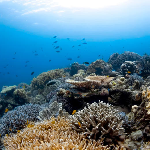 3晚/4晚【印尼巴瓦私人岛 | Bawah Reserve】寒假可用！印尼TOP美隐世小众海岛，享一价全包每日三餐、每日丰富的水陆活动及洗衣服务~更有超值住付促销活动，多住多得！ 商品图14