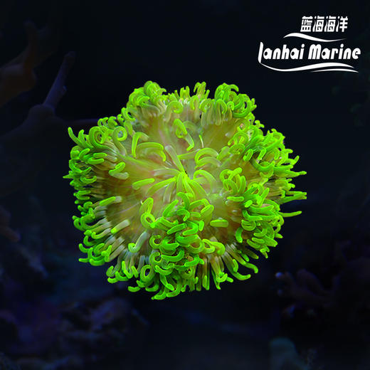 红肚葵-荧光绿须 商品图4