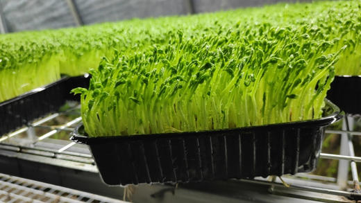 豌豆苗 商品图1