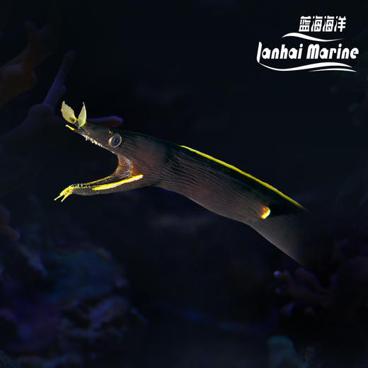 五彩鳗/黑彩鳗 商品图0
