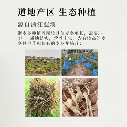 【浙麦冬】道地产区慈溪三年生大粒无熏硫清香 商品图1