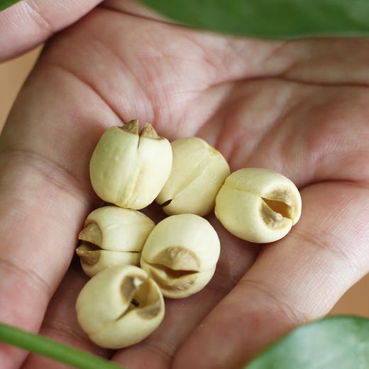 2024新烘武义宣莲莲子200g/罐 纯手工烘制原汁原味 商品图3