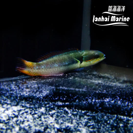 彩虹龙 商品图6