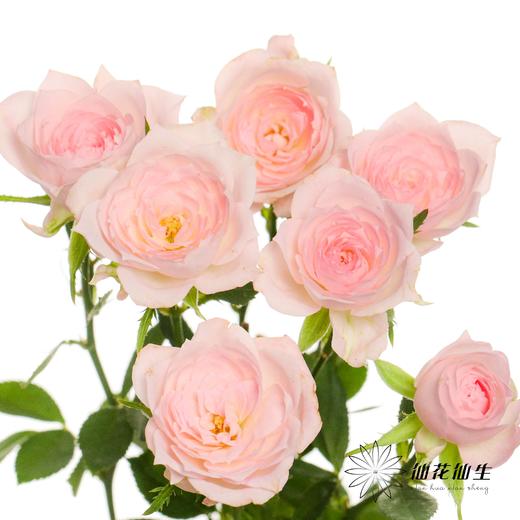 多头玫瑰 | 完美甜蜜 商品图4
