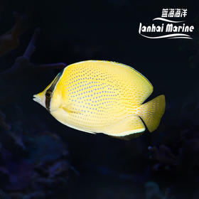 芝麻蝶