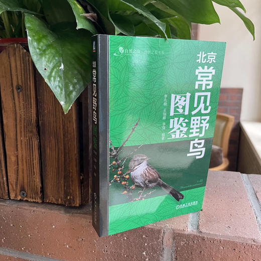 北京常见野鸟图鉴 商品图3