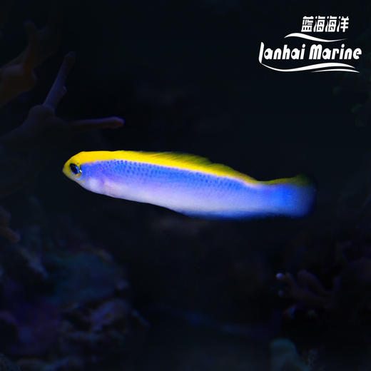 人工红海日出龙 商品图0