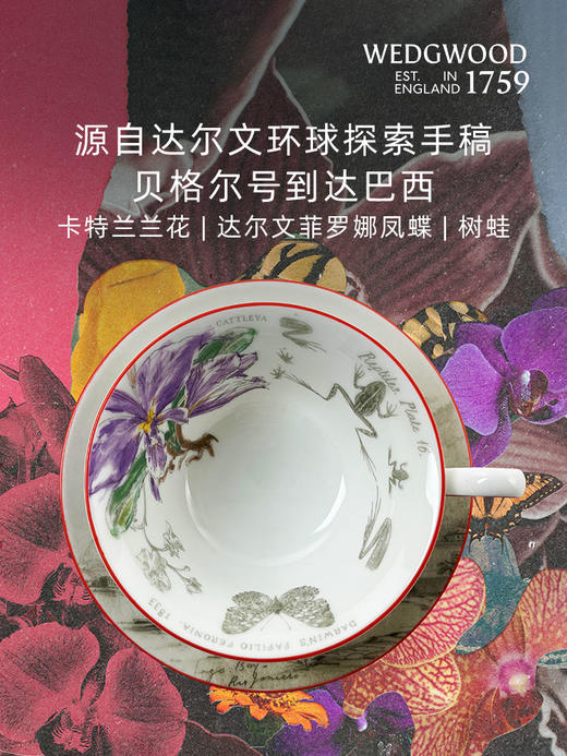 【WEDGWOOD】威基伍德达尔文·环游探索一人悦享骨瓷杯碟餐盘 商品图1