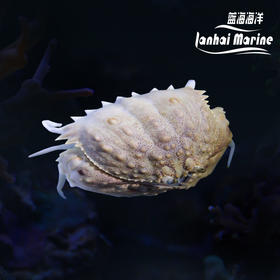 逍遥馒头蟹