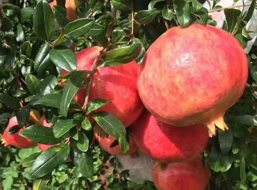 会理软籽石榴 - 家庭装/礼盒装（偏远县城/乡村不发货） 商品图5